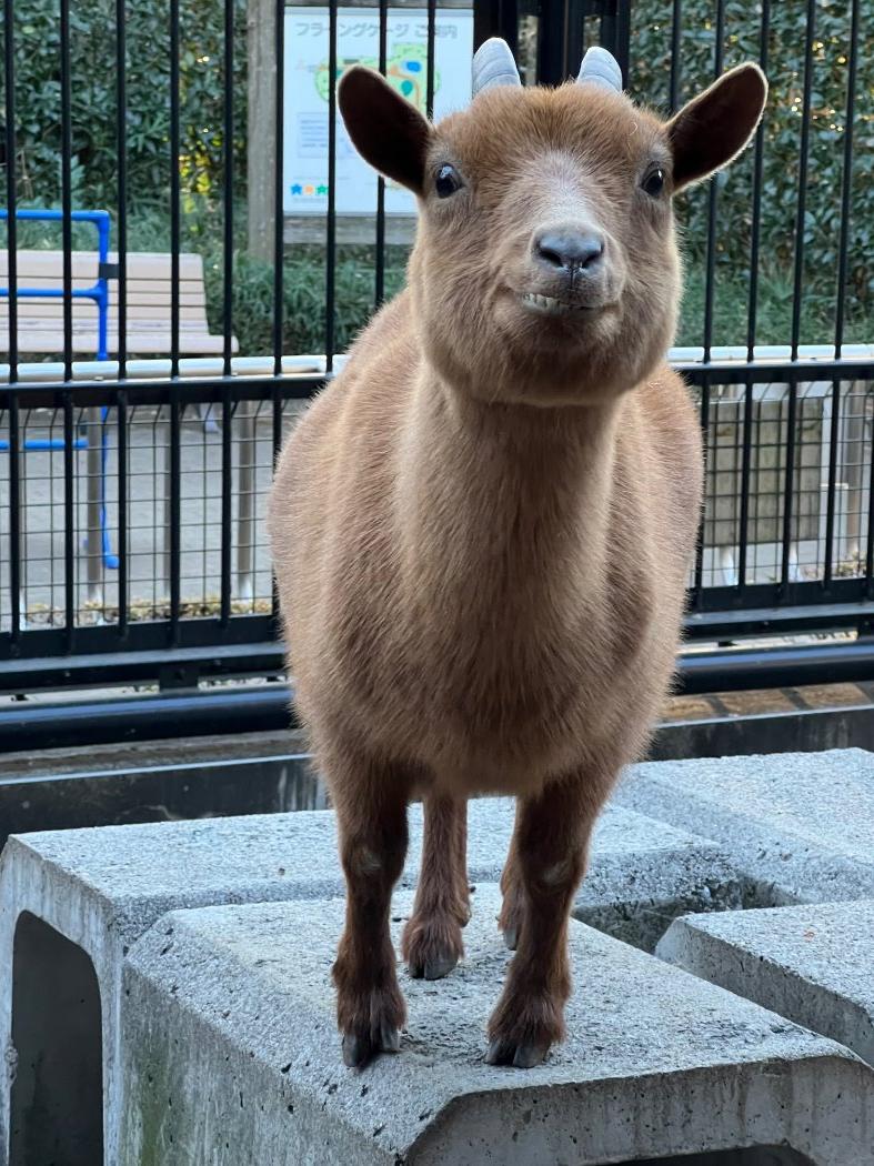 遠くから目を見つめて、餌ちょうだいアピール