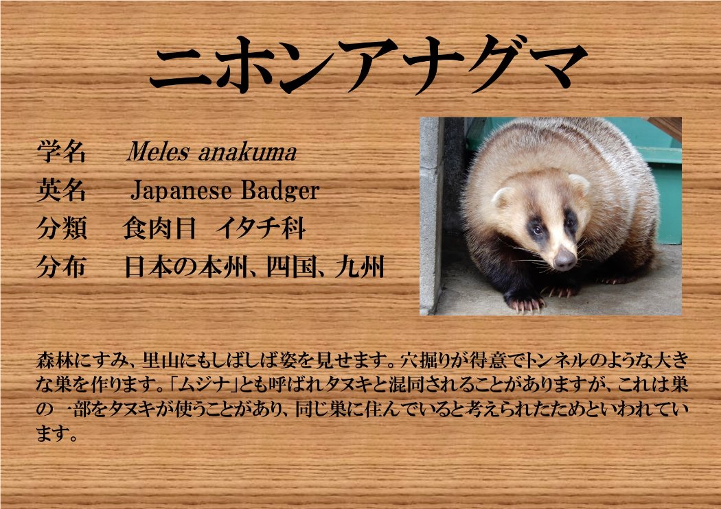 ニホンアナグマ