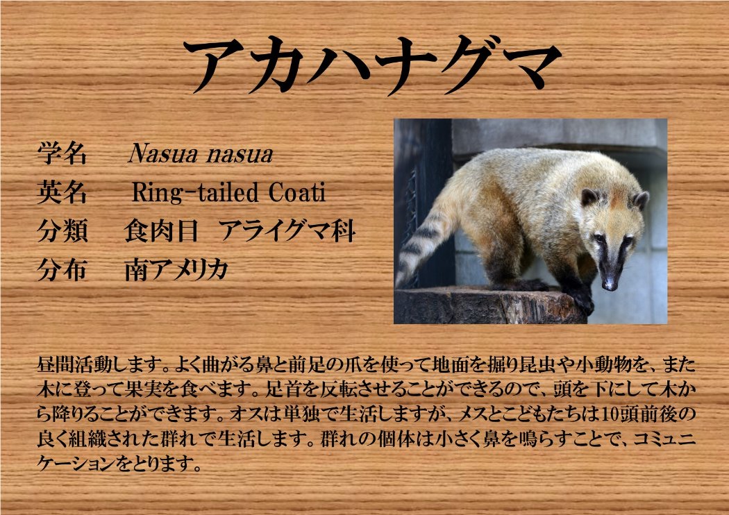 アカハナグマ