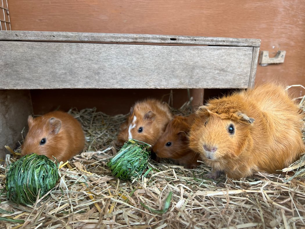 3頭の赤ちゃんとお母さん