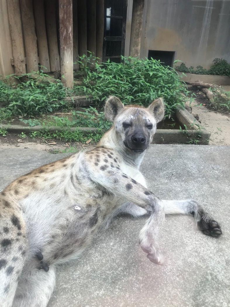 キラ