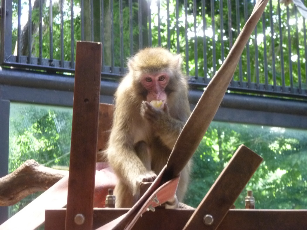 「ニホンザル」取られないように高いところまで逃げてからカジカジ