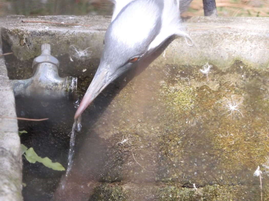 水を飲む