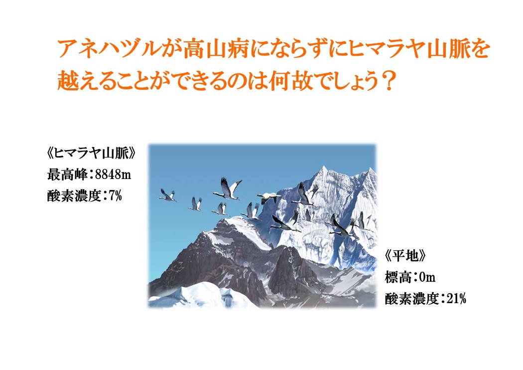 ヒマラヤ越えはアネハヅルとインドガンだけ