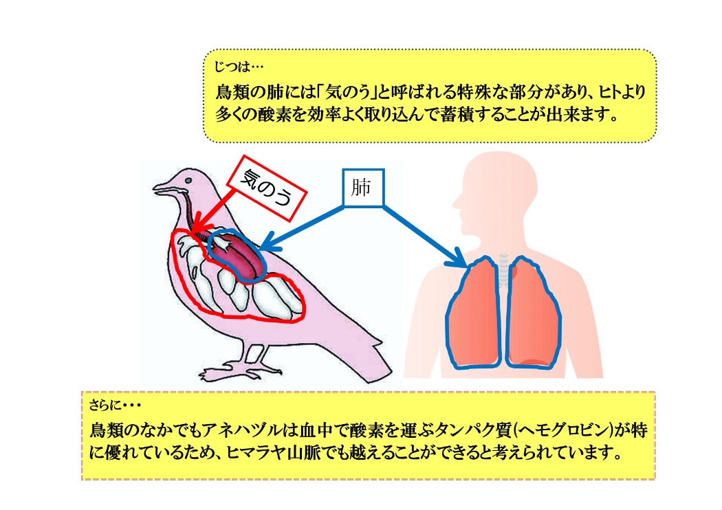 最近の研究では…