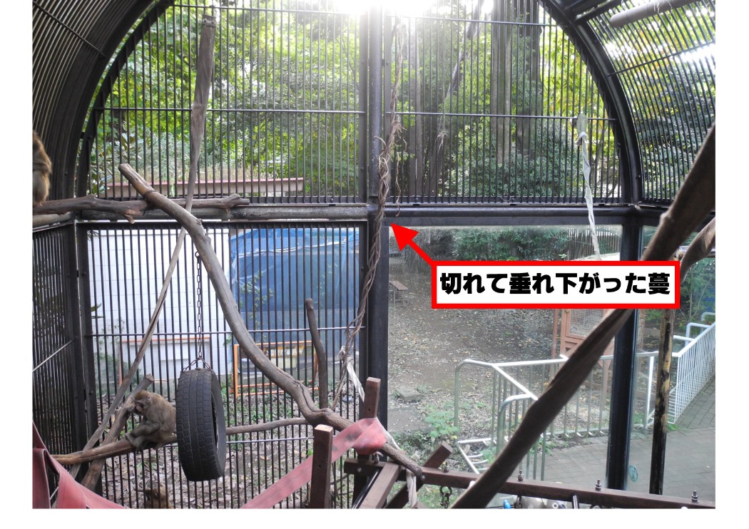 ニホンザルに噛み千切られた蔓 ニホンザル