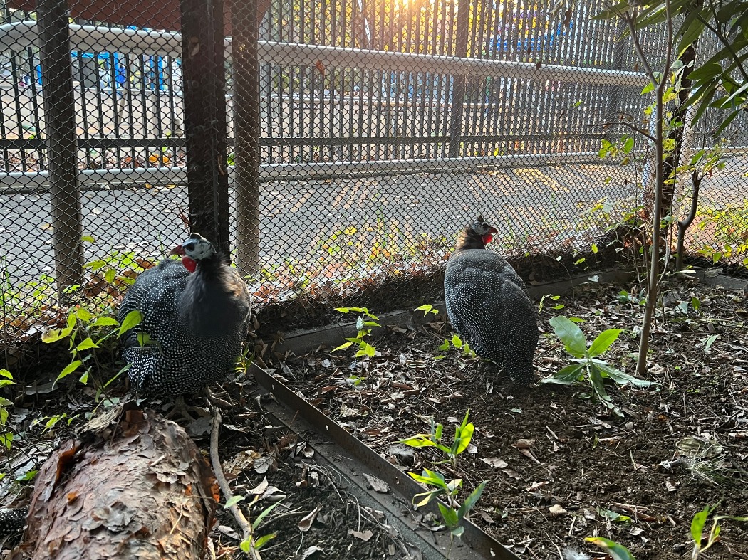 キジ舎で展示中のホロホロチョウ