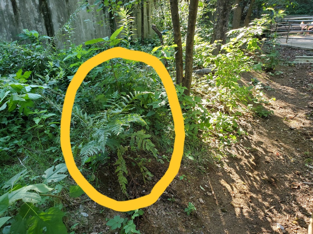 シダ植物