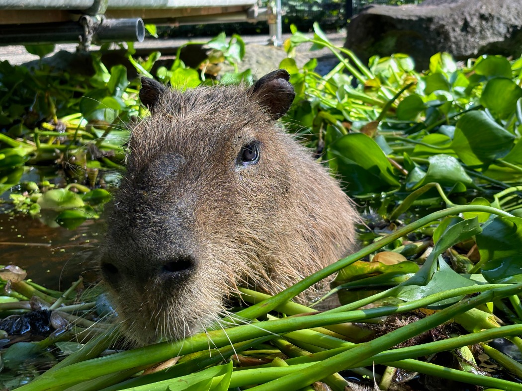 ホテイアオイ第2弾入りました! 池に入るカピバラ