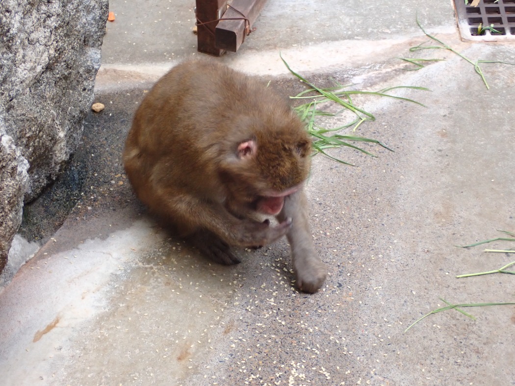 お米を食べる様子