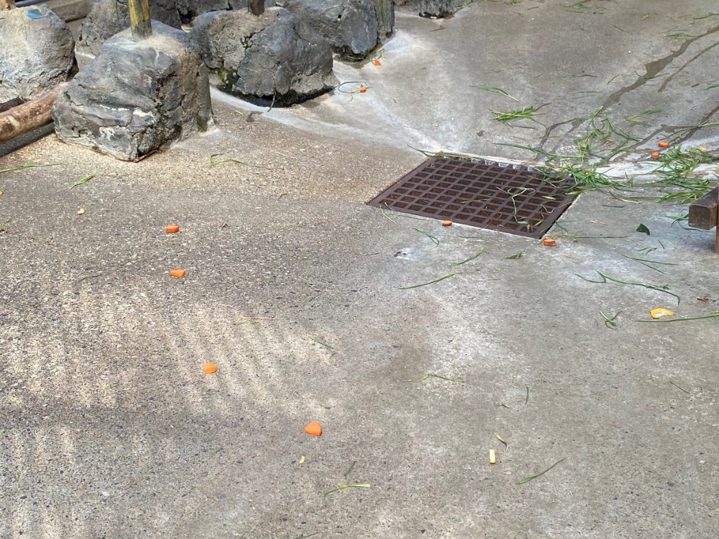 残った餌