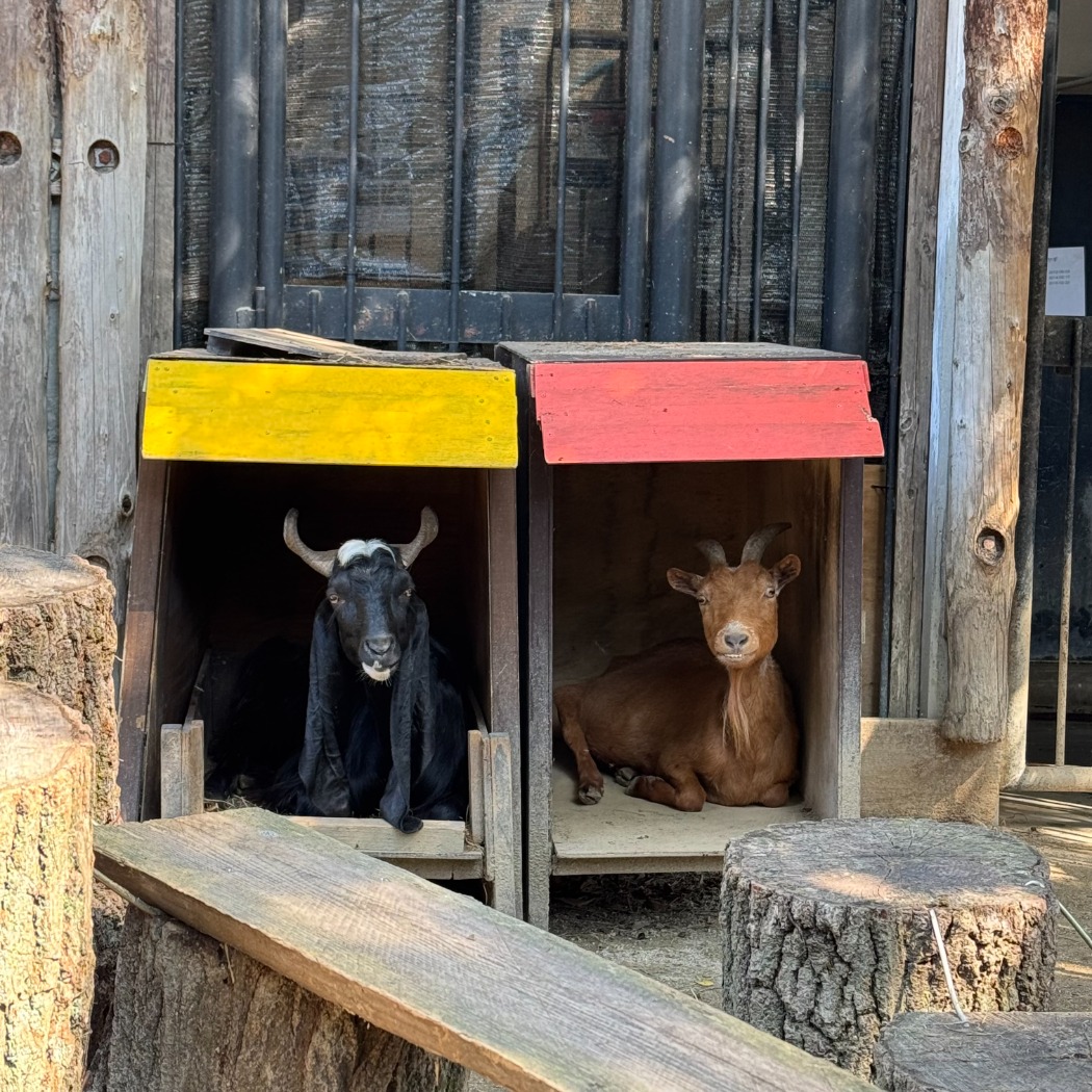 モカとシロ