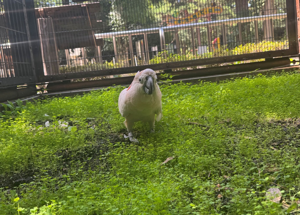 オオバタンと三つ葉 オオバタン