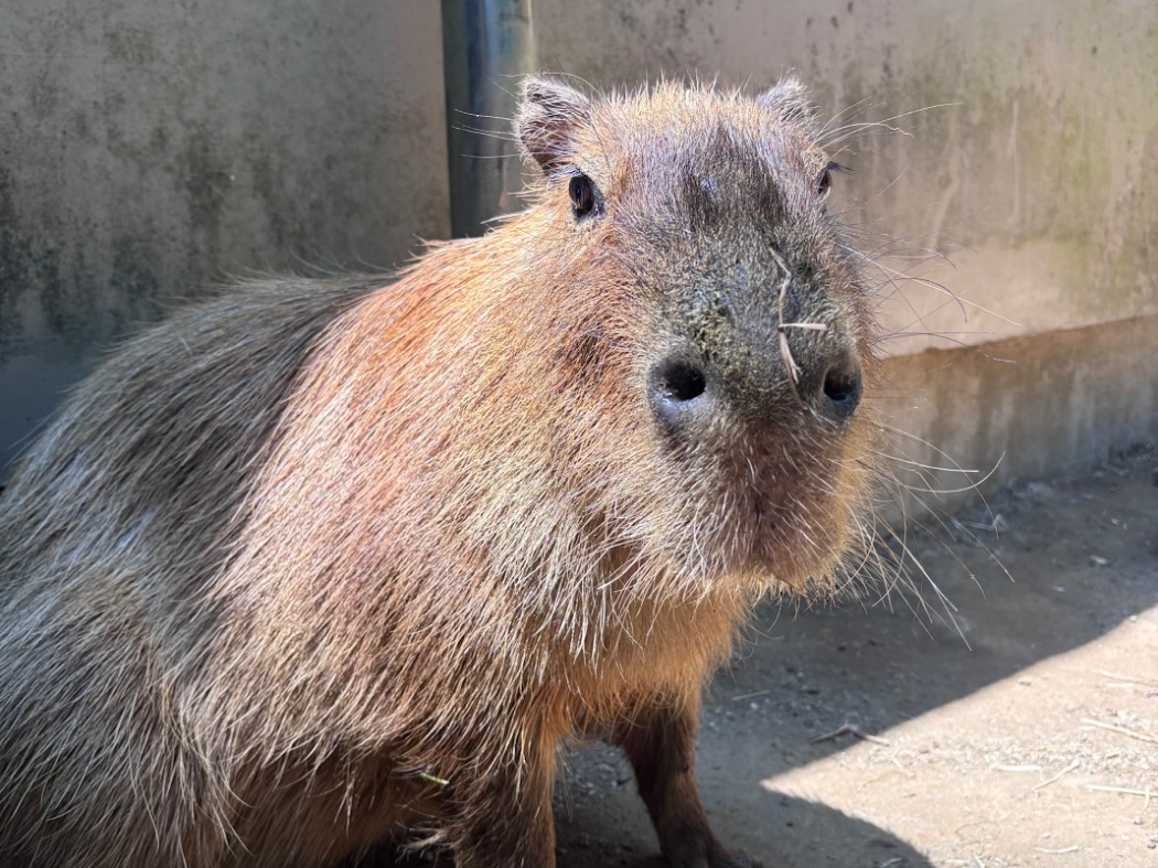 ヘチマ