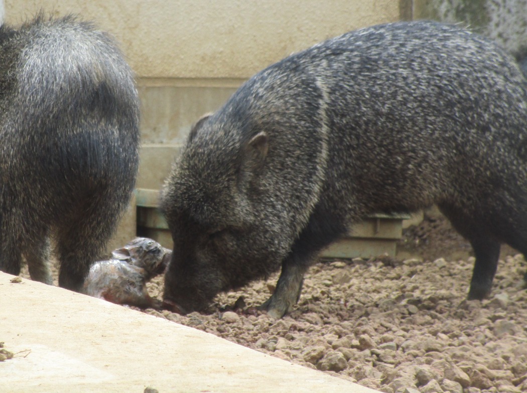 放飼場での出産