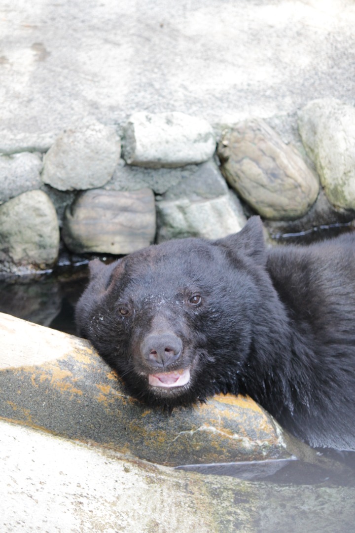 若いころのクマキチ 顔のアップ 若いころのクマキチ