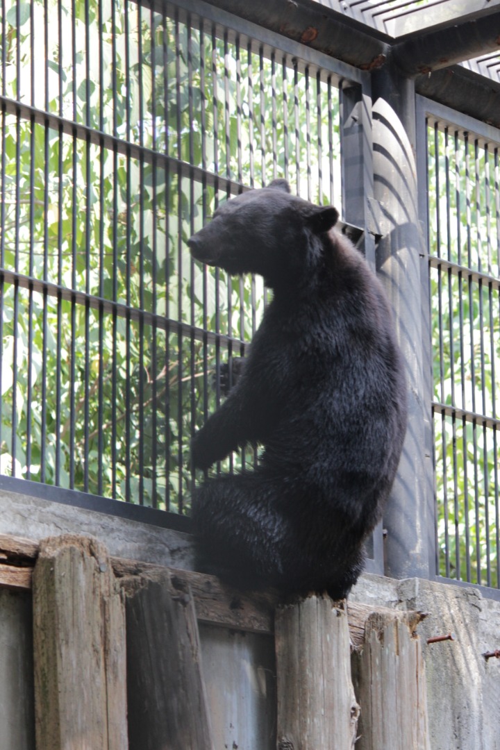 若いころのクマキチ 高いところもスイスイ登っていました 若いころのクマキチ