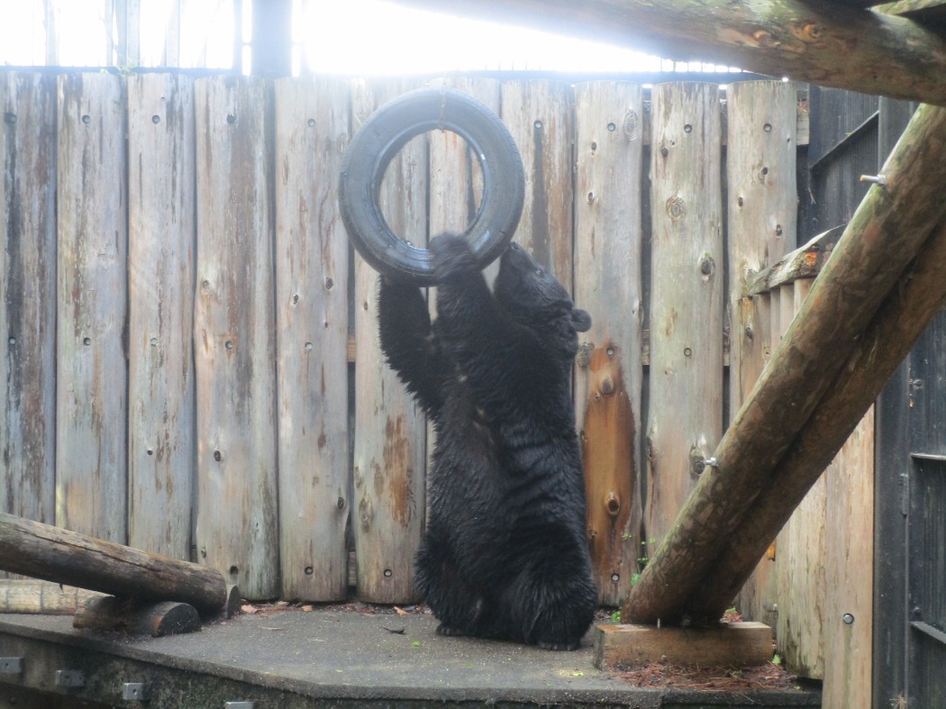 最近のクマキチ タイヤはお気に入りのおもちゃ 最近のクマキチ