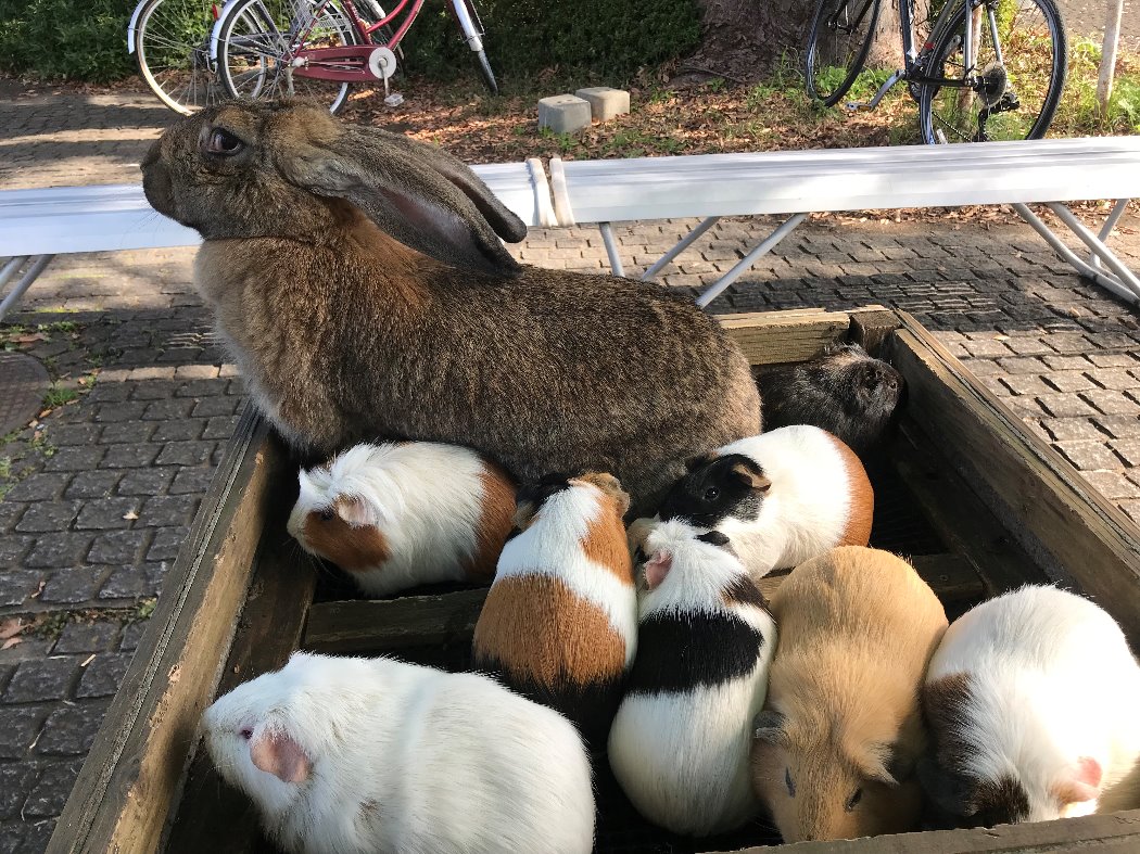 テンジクネズミと一緒におとなしく台に乗りふれあい