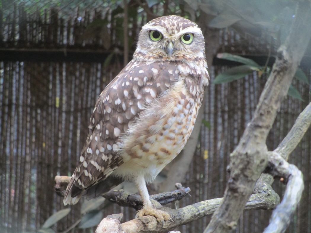 アナホリフクロウのオス