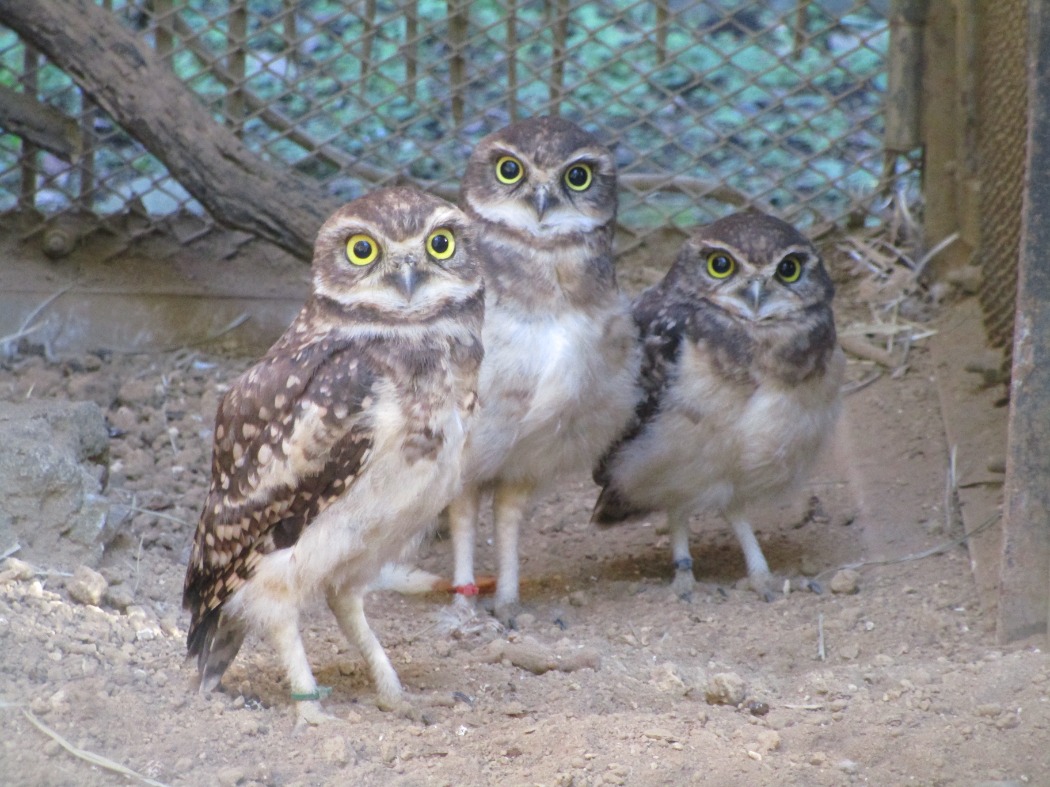 アナホリフクロウ幼鳥