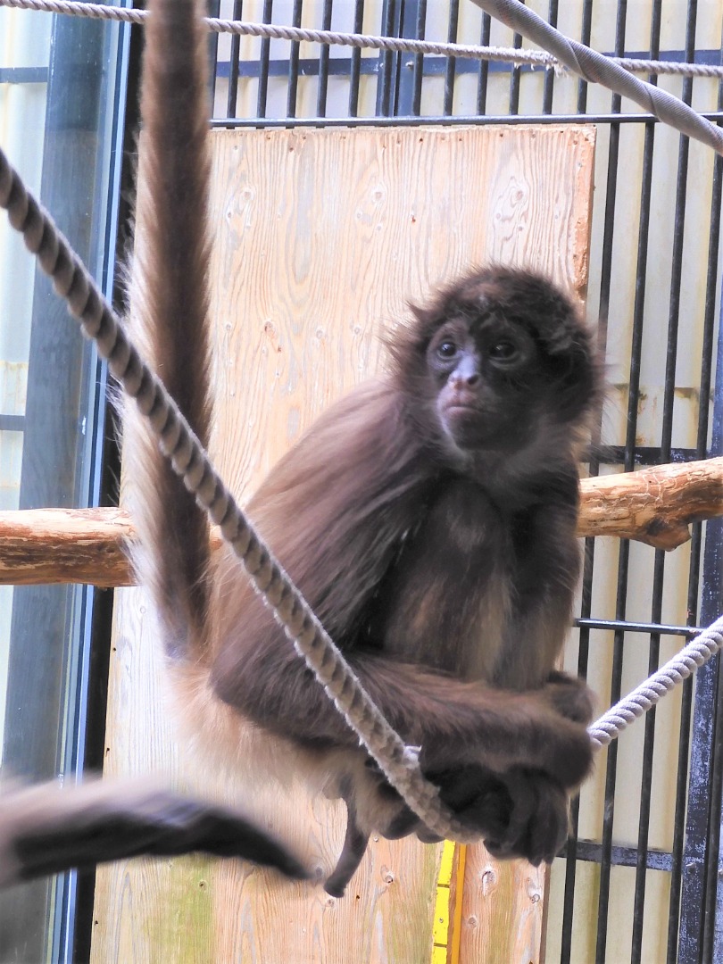 バジェナ、最近の様子 最近の様子