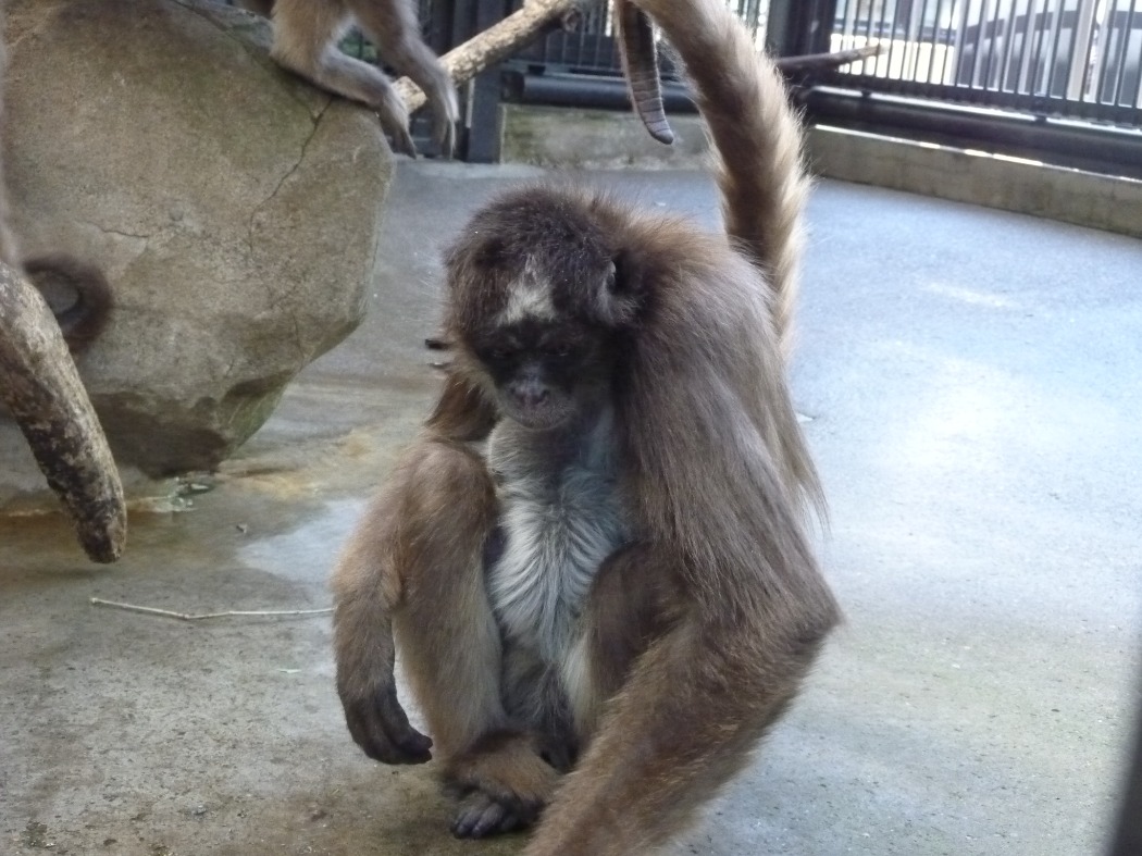 ナズナのガードが固く、赤ちゃんの全身はなかなか見えません クモザル親子2枚目