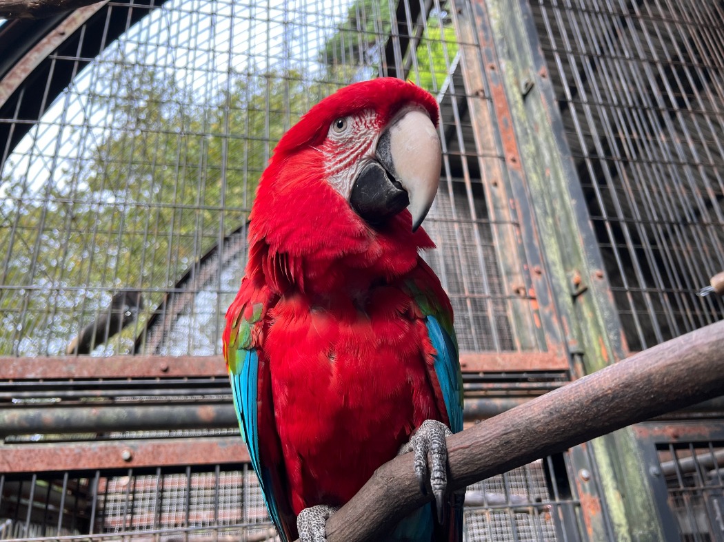 ベニコンゴウインコのチー