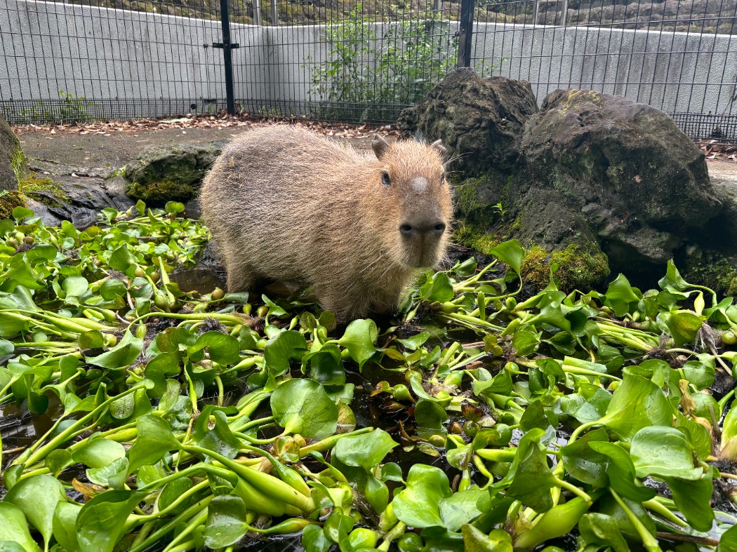 カピバラ