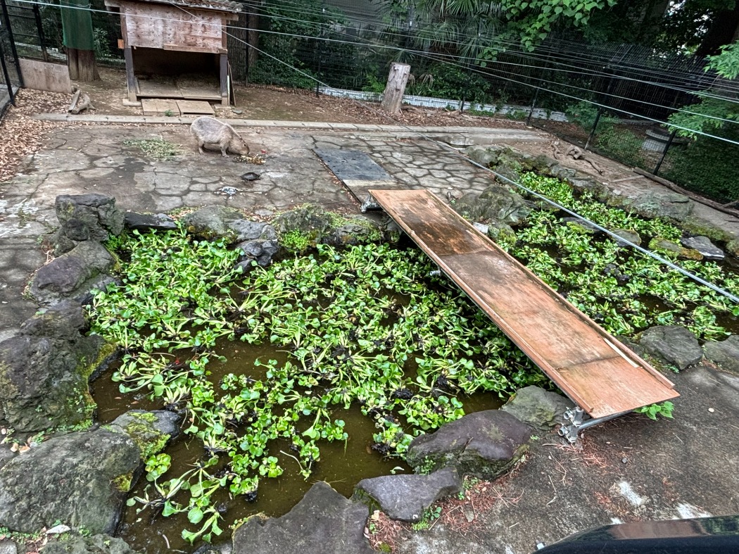 ホテイアオイ