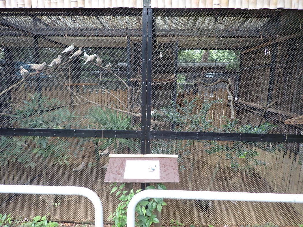 ジュズカケバトとニホンキジ