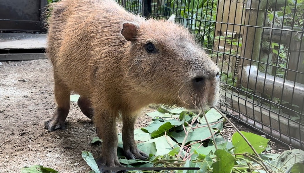 ご愛願いただきありがとうございました カピバラ写真
