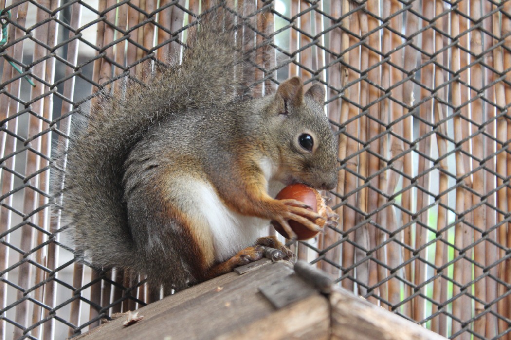 ドングリを食べるニホンリス ニホンリス