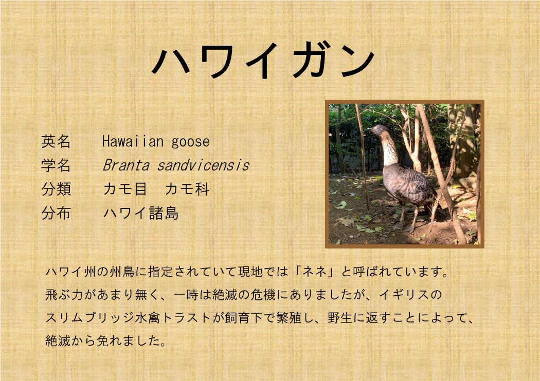ハワイガン