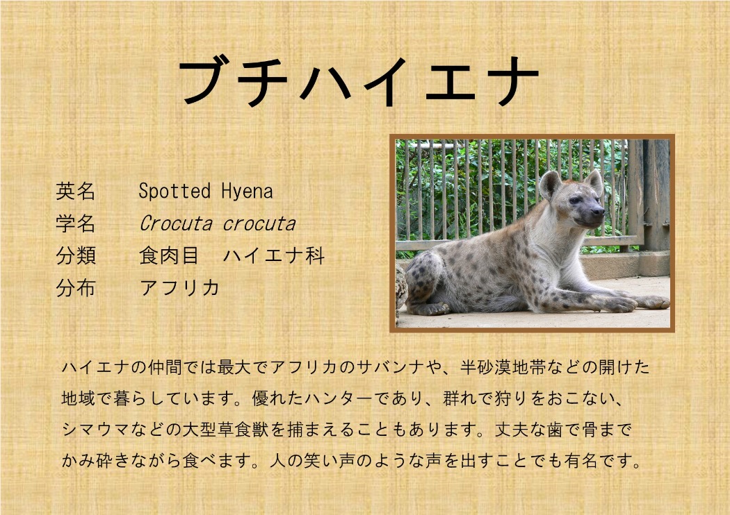ブチハイエナ