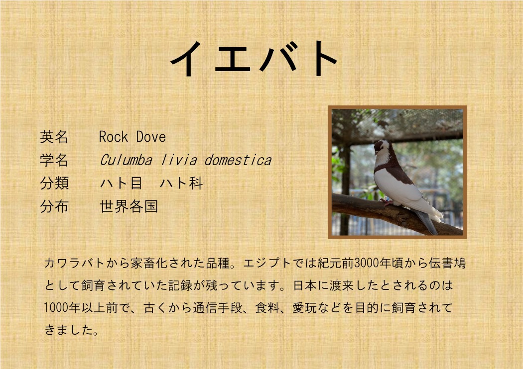 イエバト