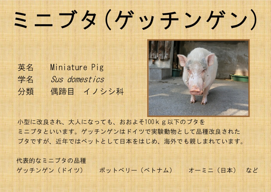 ミニブタ（ゲッチンゲン） | 大宮公園小動物園 | 公益財団法人埼玉県