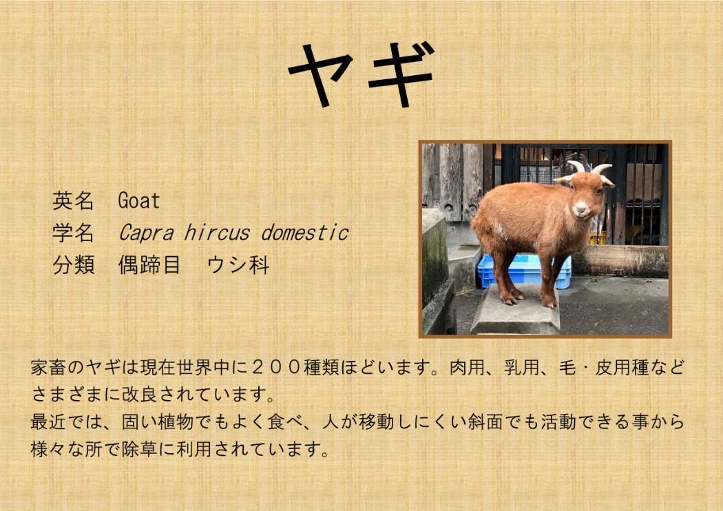ヤギ