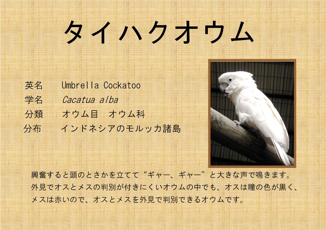 タイハクオウム