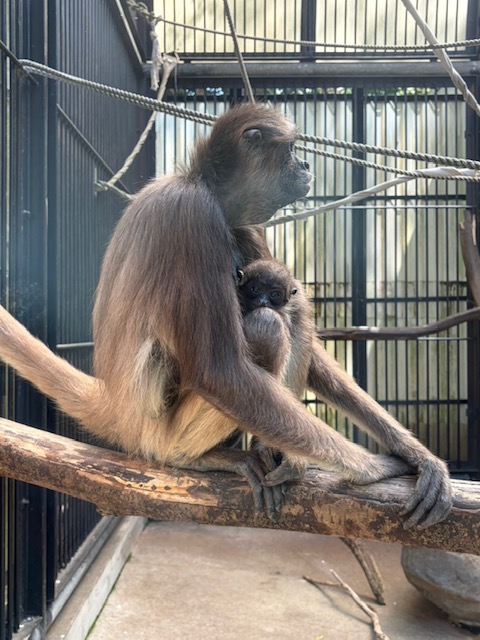 お母さん「ナズナ」とこどもの「カグラ」 親子