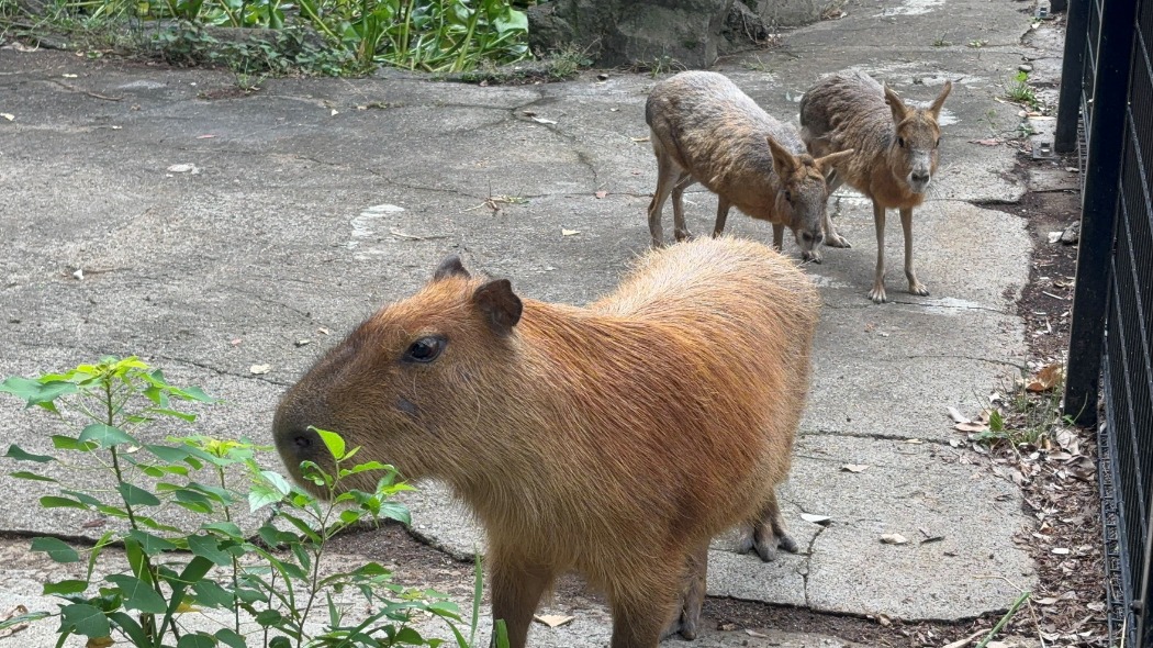 カピバラとマーラ
