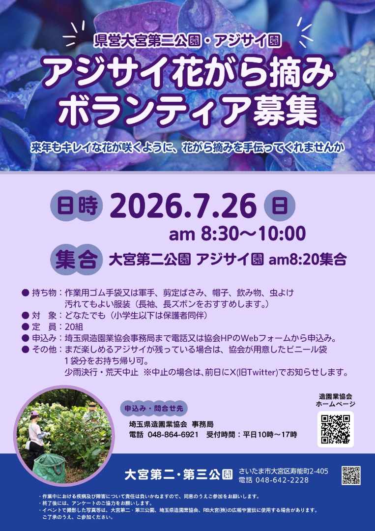 アジサイ