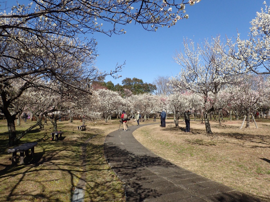 梅林 大宮第二 第三公園 公益財団法人埼玉県公園緑地協会