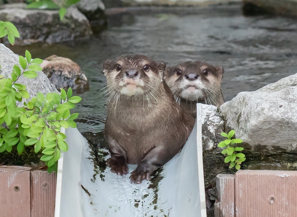 さいたま水族館