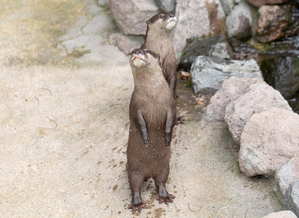 さいたま水族館