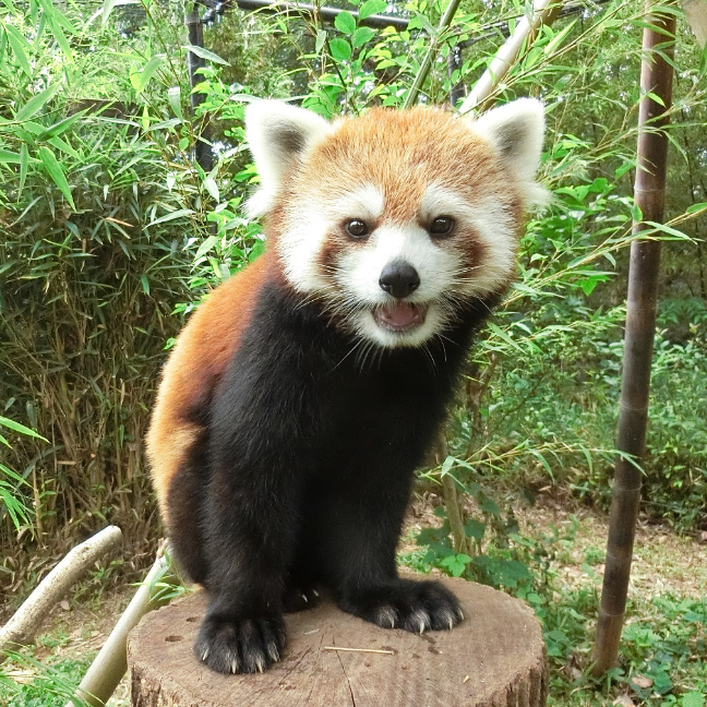 さいたま水族館