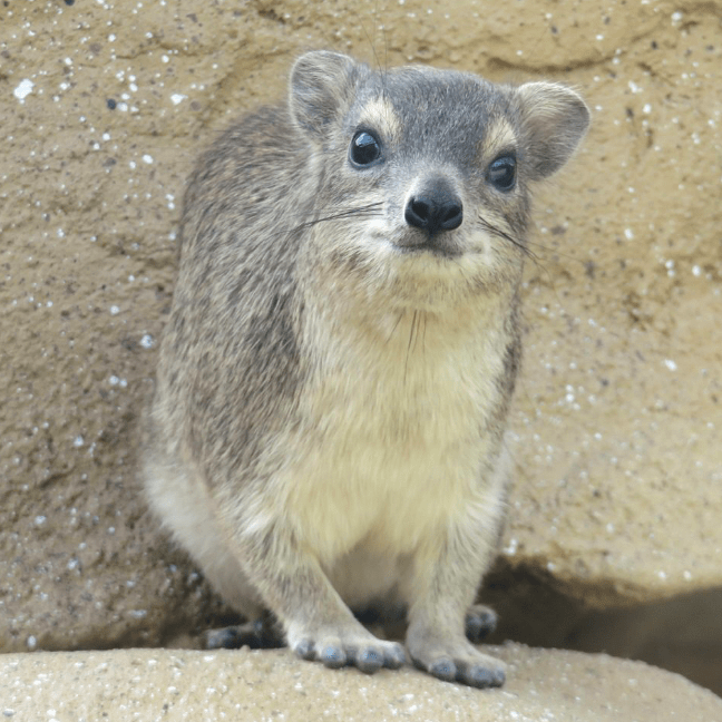 さいたま水族館