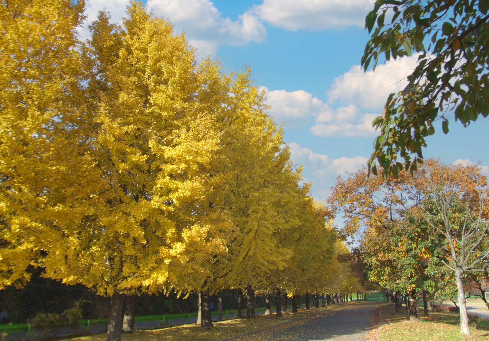 川越公園