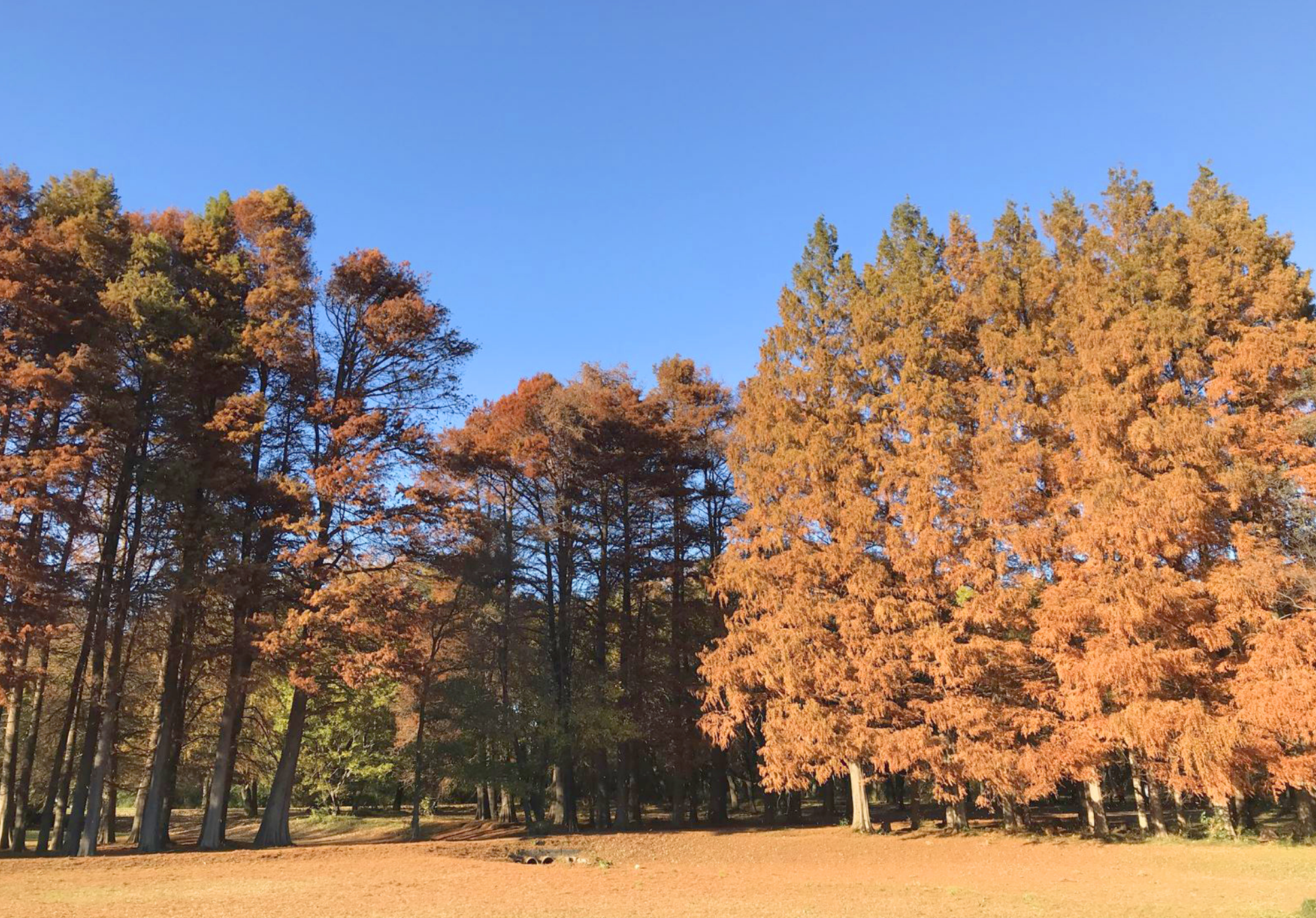 秋ヶ瀬公園