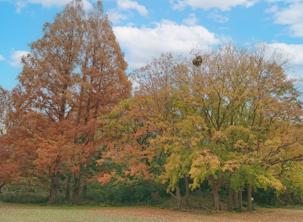 秋ヶ瀬公園